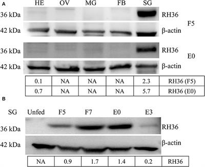 Ovary Proteome Analysis Reveals RH36 Regulates Reproduction via Vitellin Uptake Mediated by HSP70 Protein in Hard Ticks